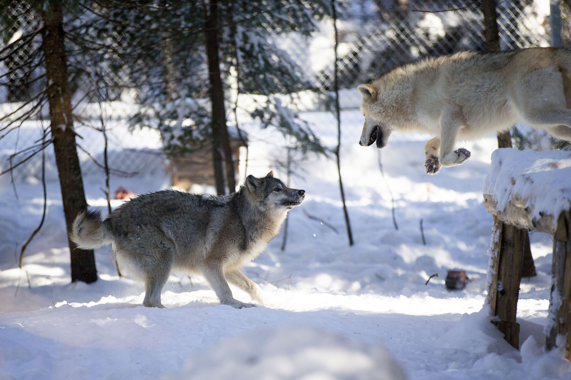 Loup Rival Sanctuaire de loup Lupo