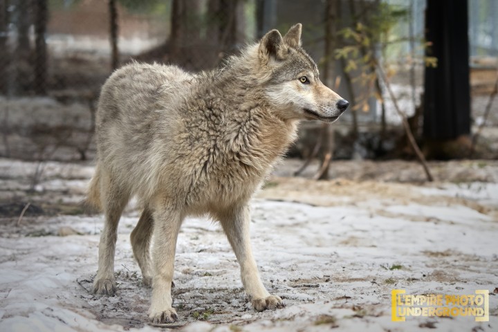 Fan de loups : Tour vip et tour guidé