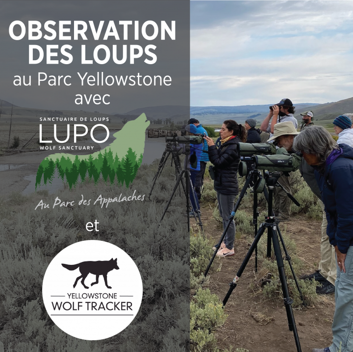 Voyage Yellowstone 20252