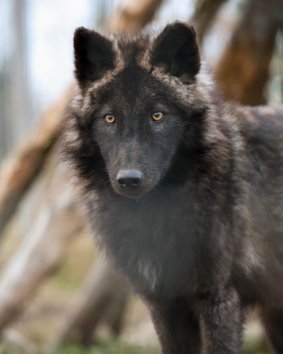 Crépuscule avec les loups8