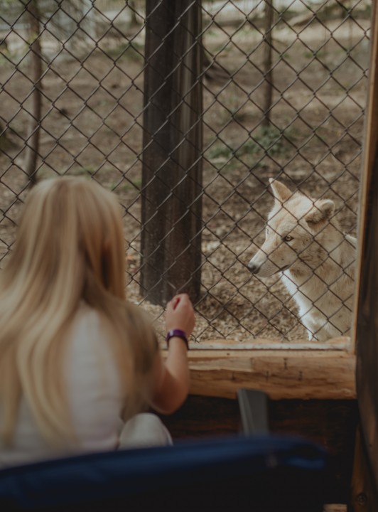 25% de rabais ! Certificat cadeau - Glamping - Dormir avec les loups5