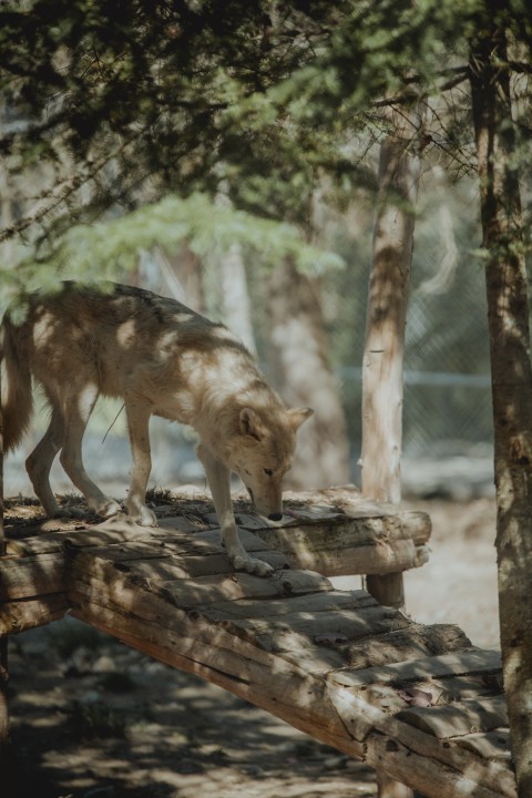 25% de rabais ! Certificat cadeau - Glamping - Dormir avec les loups7