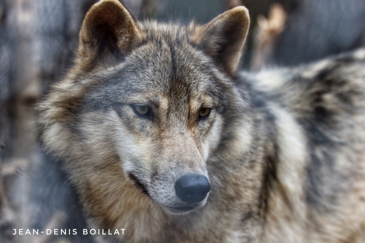 Visite libre du site 