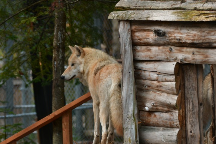 Loup-thérapie - Connexion au Sauvage