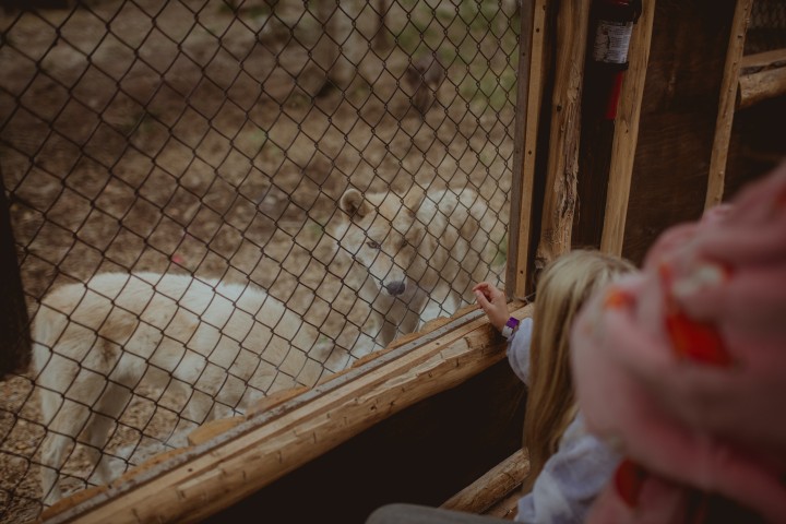 25% de rabais ! Certificat cadeau - Glamping - Dormir avec les loups2 25% de rabais ! Certificat cadeau - Glamping - Dormir avec les loups2