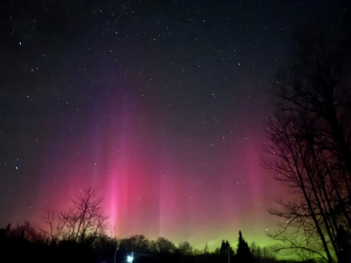 ❄️ Hiver — Les loups dans toute leur splendeur4