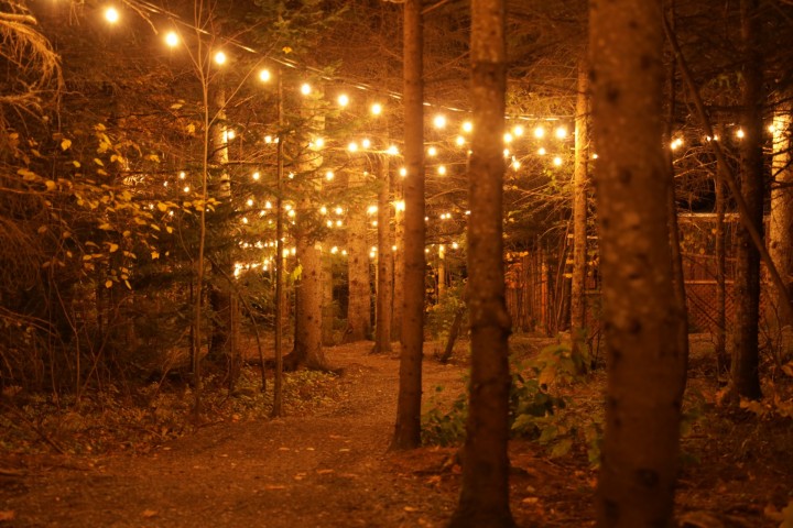 🍁 Automne — Un spectacle de couleurs et de sérénité