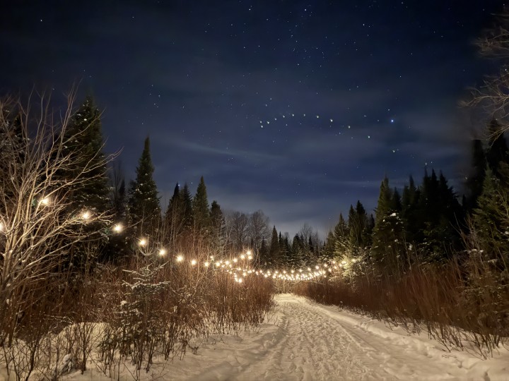 ❄️ Hiver — Les loups dans toute leur splendeur