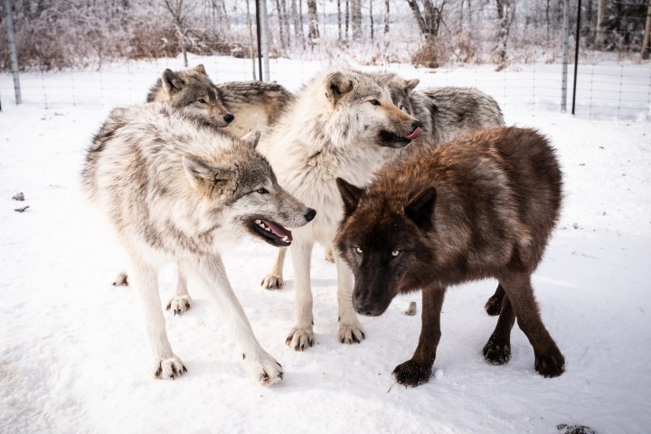 NIVEAU MEUTE DE LOUPS - 300.00$