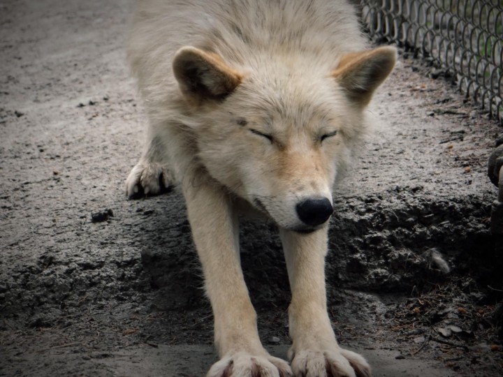 🌸 Printemps — Le réveil de la nature2