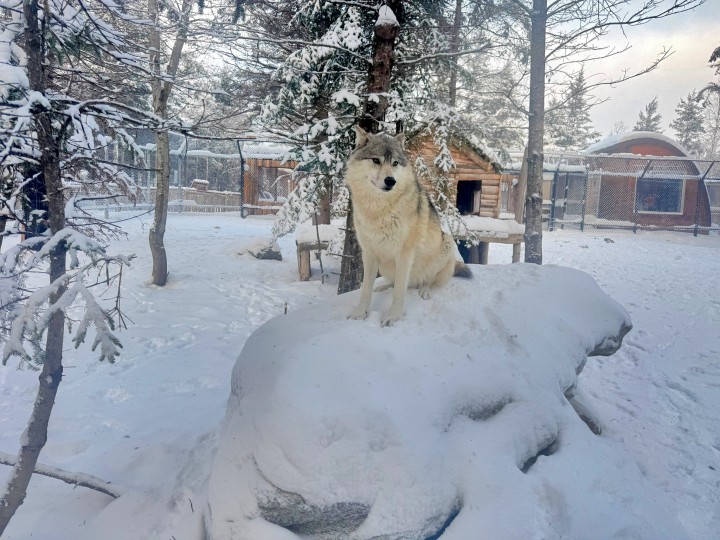 ❄️ Hiver — Les loups dans toute leur splendeur2