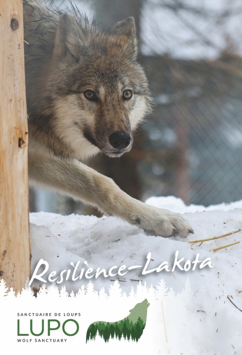 Carte postale Resilience-Lakota 2