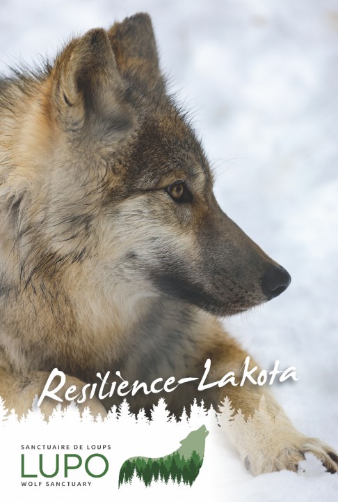 Carte postale Resilience-Lakota