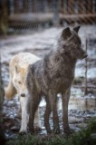Fan de loups : Tour vip et tour guidé