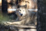 Fan de loups : Tour vip et tour guidé7